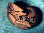 Polished Whole Opalized Nautilus Fossil x 1 From Maintirano Madagascar