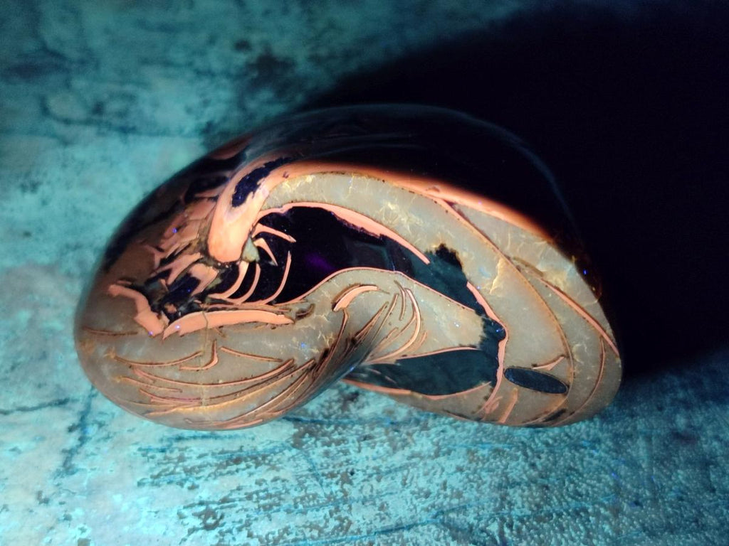 Polished Whole Opalized Nautilus Fossil x 1 From Maintirano Madagascar