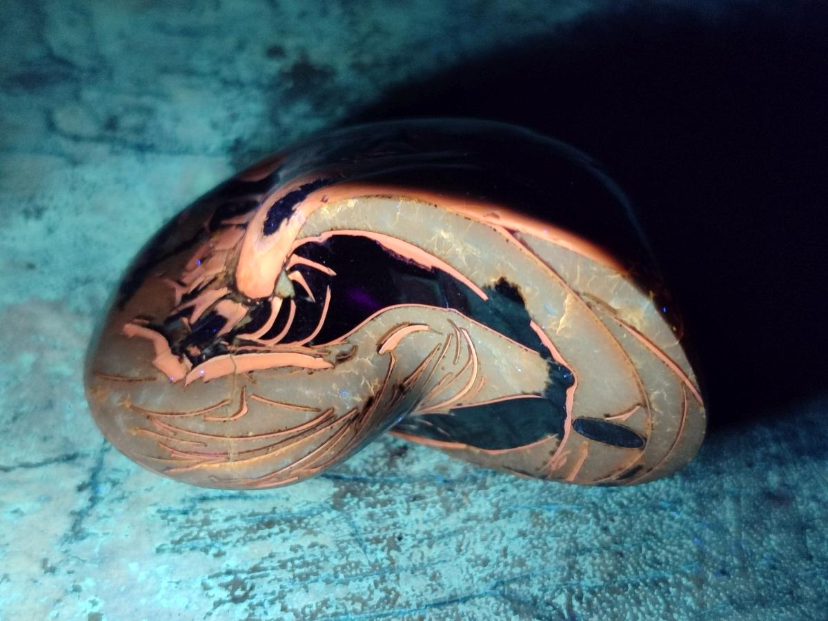 Polished Whole Opalized Nautilus Fossil x 1 From Maintirano Madagascar