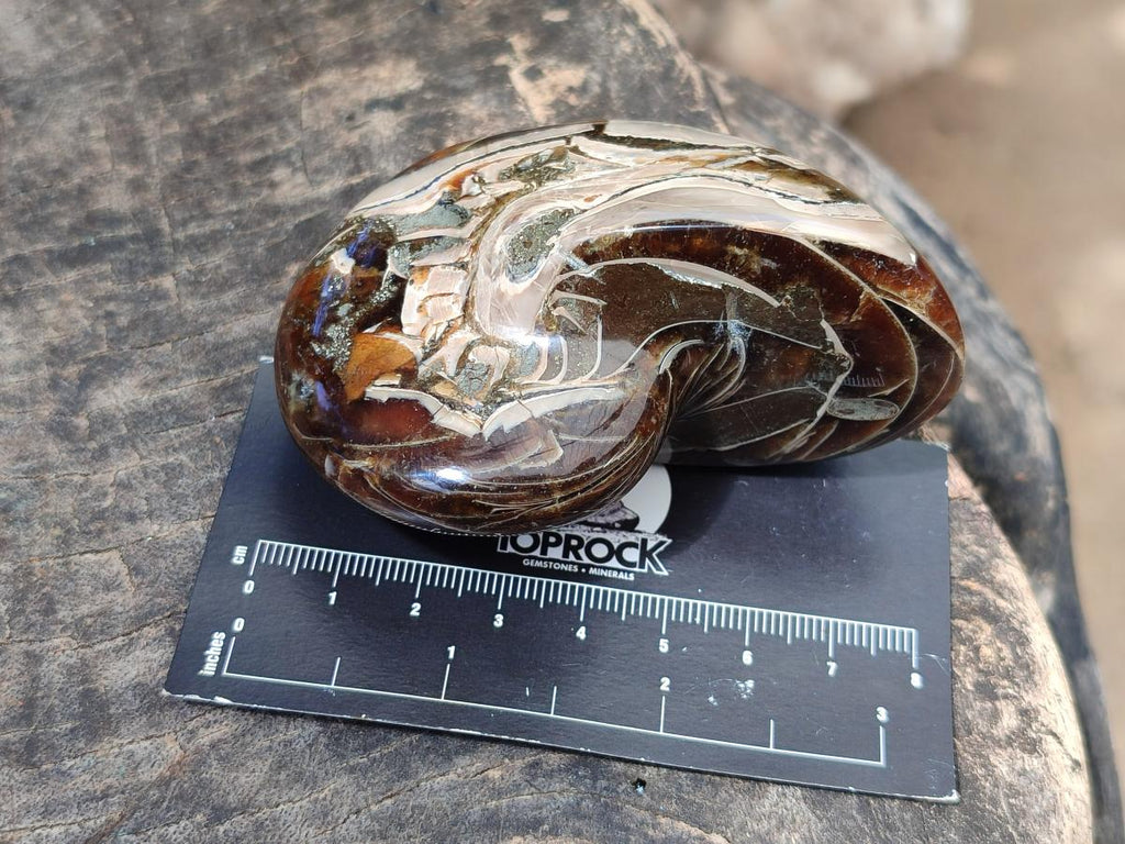 Polished Whole Opalized Nautilus Fossil x 1 From Maintirano Madagascar