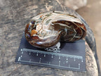 Polished Whole Opalized Nautilus Fossil x 1 From Maintirano Madagascar