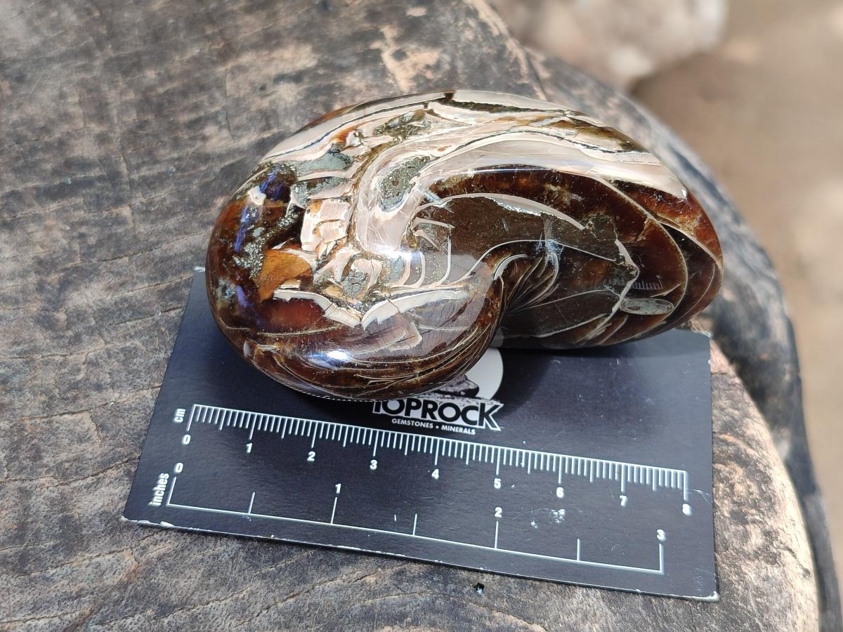 Polished Whole Opalized Nautilus Fossil x 1 From Maintirano Madagascar