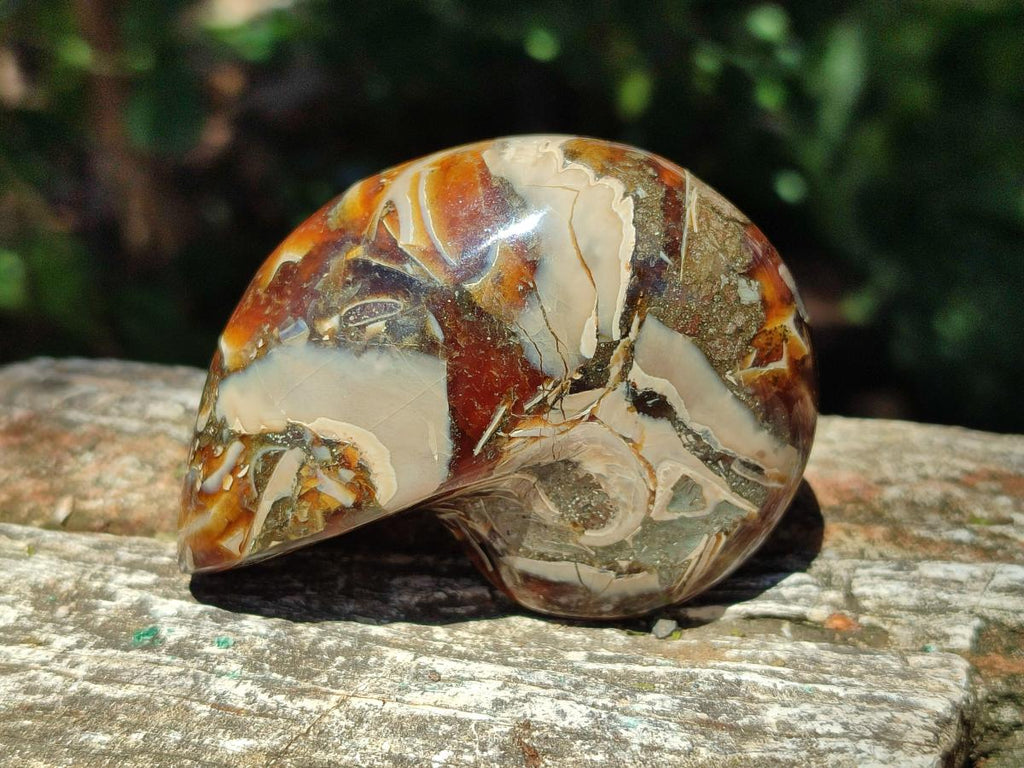 Polished Whole Opalized Nautilus Fossil x 1 From Maintirano Madagascar