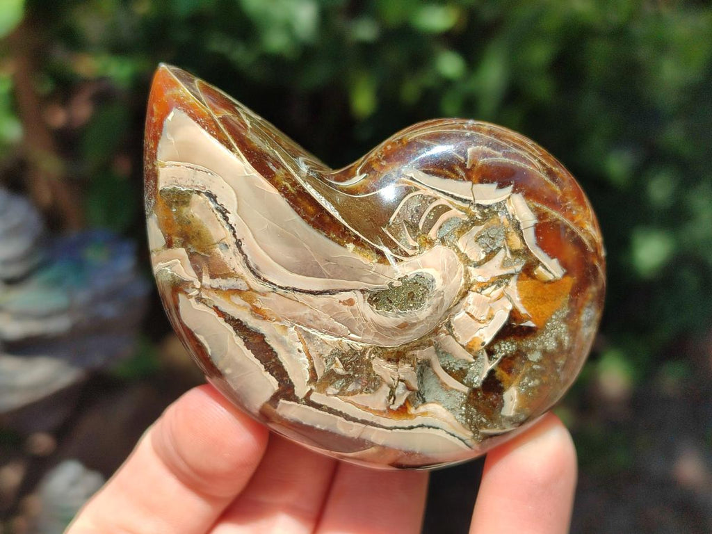 Polished Whole Opalized Nautilus Fossil x 1 From Maintirano Madagascar