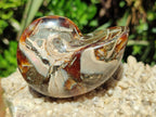 Polished Whole Opalized Nautilus Fossil x 1 From Maintirano Madagascar