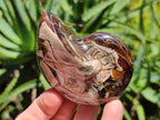 Polished Whole Opalized Nautilus Fossil x 1 From Maintirano Madagascar