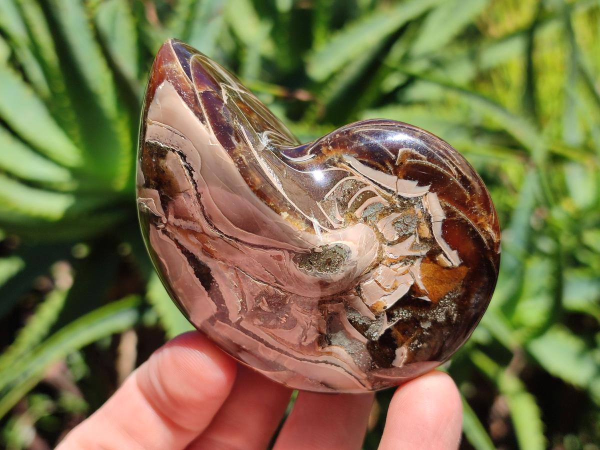 Polished Whole Opalized Nautilus Fossil x 1 From Maintirano Madagascar