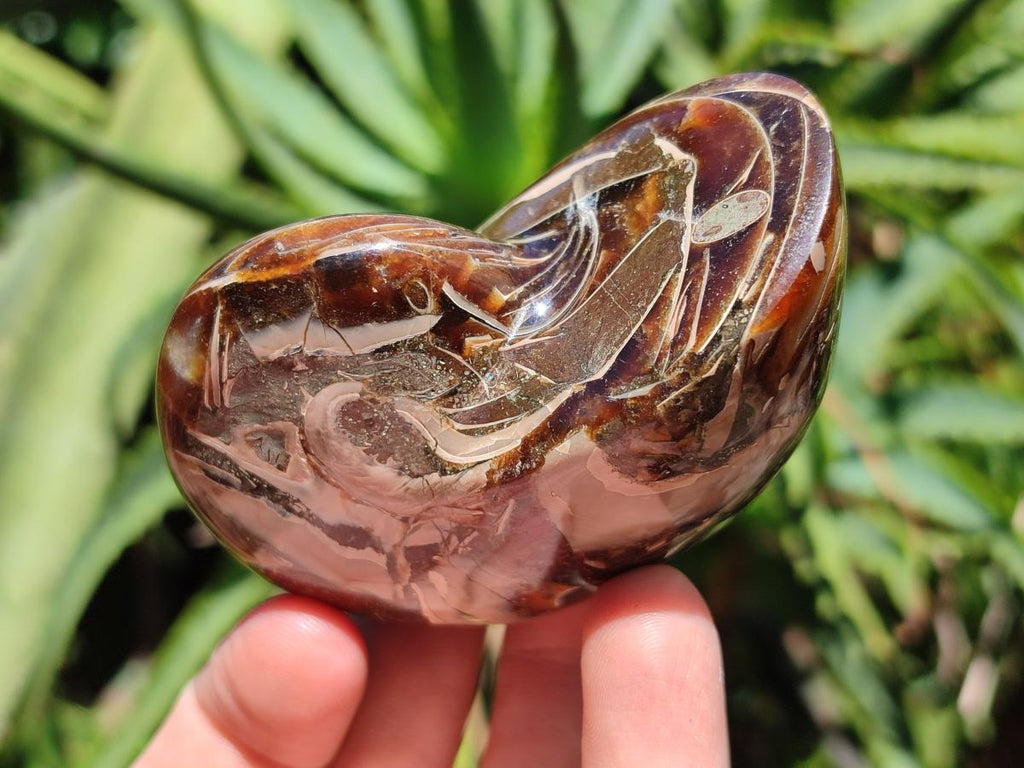 Polished Whole Opalized Nautilus Fossil x 1 From Maintirano Madagascar