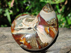Polished Whole Opalized Nautilus Fossil x 1 From Maintirano Madagascar