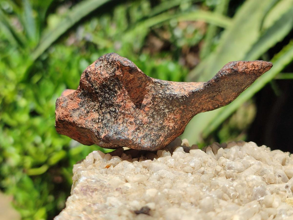 Natural Rare Gibeon Meteorite Specimen x 1 From Gibeon Namibia