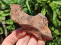 Natural Rare Gibeon Meteorite Specimen x 1 From Gibeon Namibia