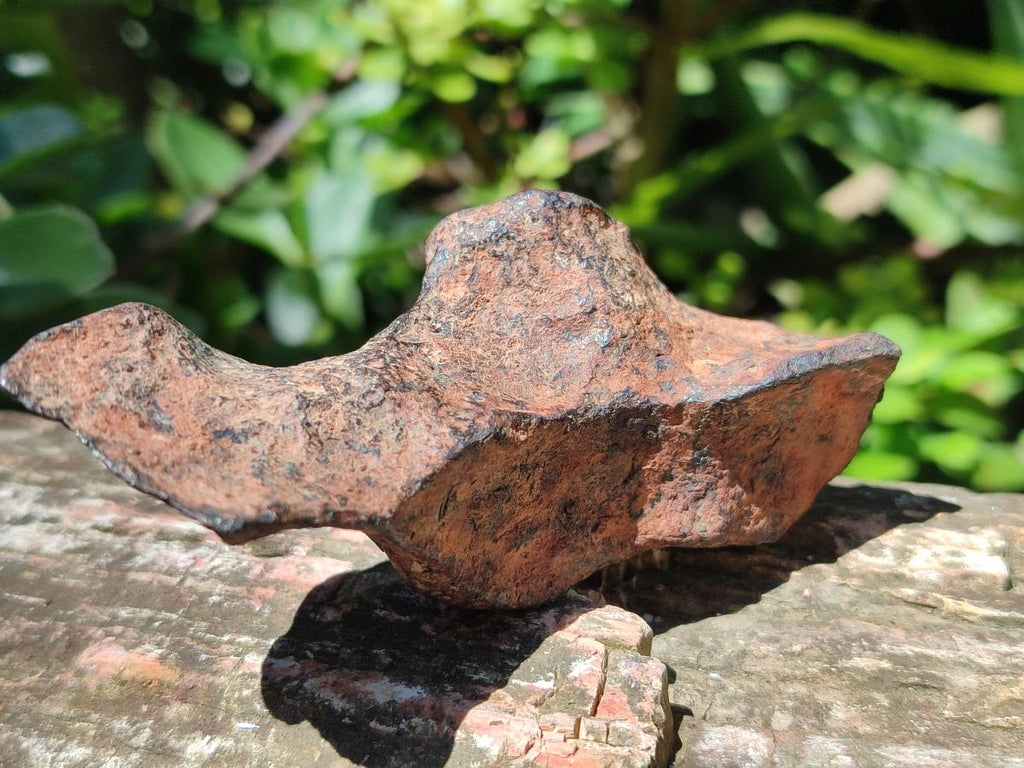 Natural Rare Gibeon Meteorite Specimen x 1 From Gibeon Namibia