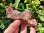Natural Rare Gibeon Meteorite Specimen x 1 From Gibeon Namibia