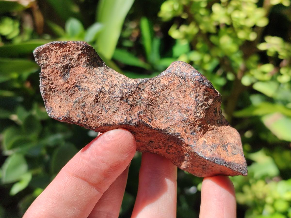 Natural Rare Gibeon Meteorite Specimen x 1 From Gibeon Namibia