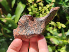 Natural Rare Gibeon Meteorite Specimen x 1 From Gibeon Namibia