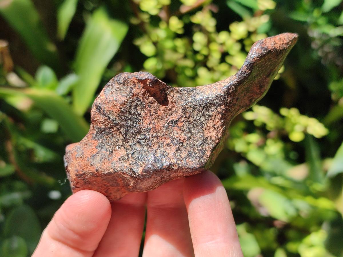 Natural Rare Gibeon Meteorite Specimen x 1 From Gibeon Namibia