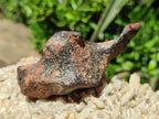 Natural Rare Gibeon Meteorite Specimen x 1 From Gibeon Namibia