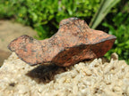 Natural Rare Gibeon Meteorite Specimen x 1 From Gibeon Namibia