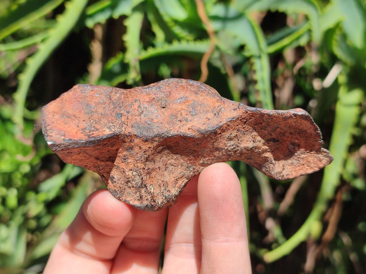 Natural Rare Gibeon Meteorite Specimen x 1 From Gibeon Namibia