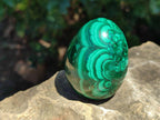 Polished Flower Banded Malachite Egg x 1 From Congo
