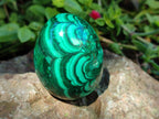 Polished Flower Banded Malachite Egg x 1 From Congo