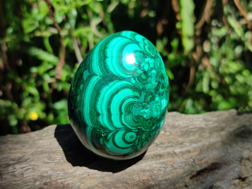 Polished Flower Banded Malachite Egg x 1 From Congo
