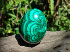 Polished Flower Banded Malachite Egg x 1 From Congo