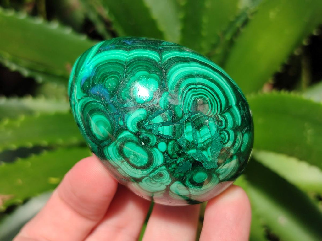 Polished Flower Banded Malachite Egg x 1 From Congo