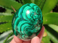 Polished Flower Banded Malachite Egg x 1 From Congo