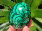 Polished Flower Banded Malachite Egg x 1 From Congo