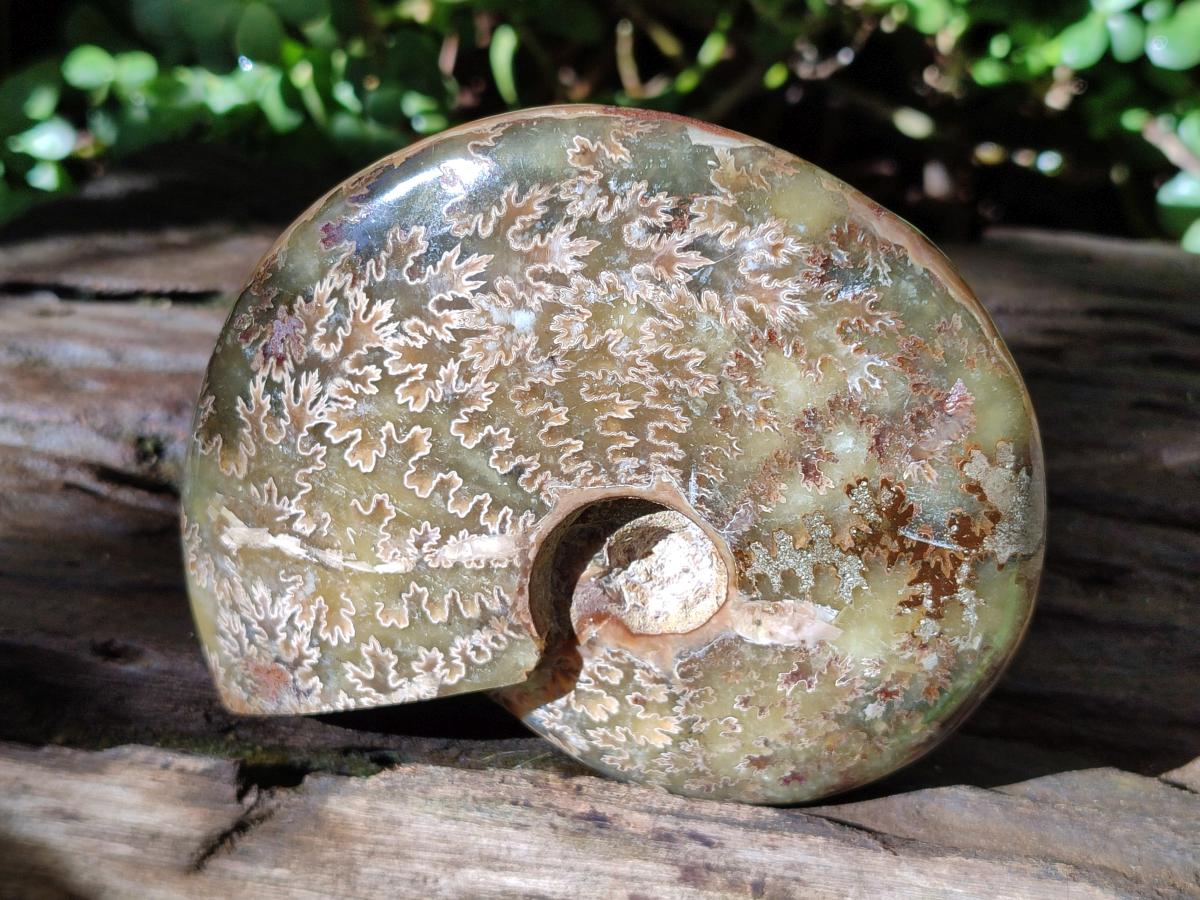 Polished Opalized Cleoniceras Ammonite Fossil x 1 From Tulear Madagascar