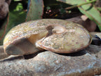 Polished Opalized Cleoniceras Ammonite Fossil x 1 From Tulear Madagascar