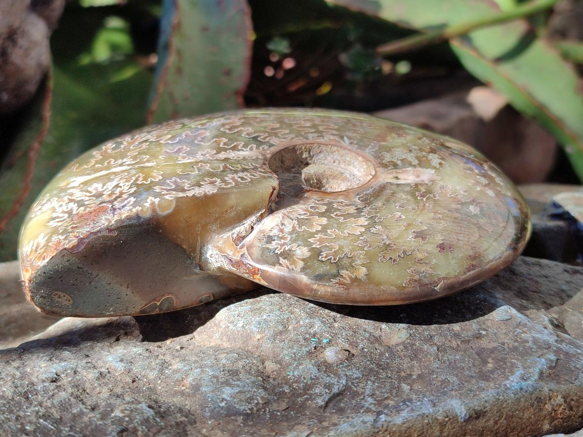 Polished Opalized Cleoniceras Ammonite Fossil x 1 From Tulear Madagascar