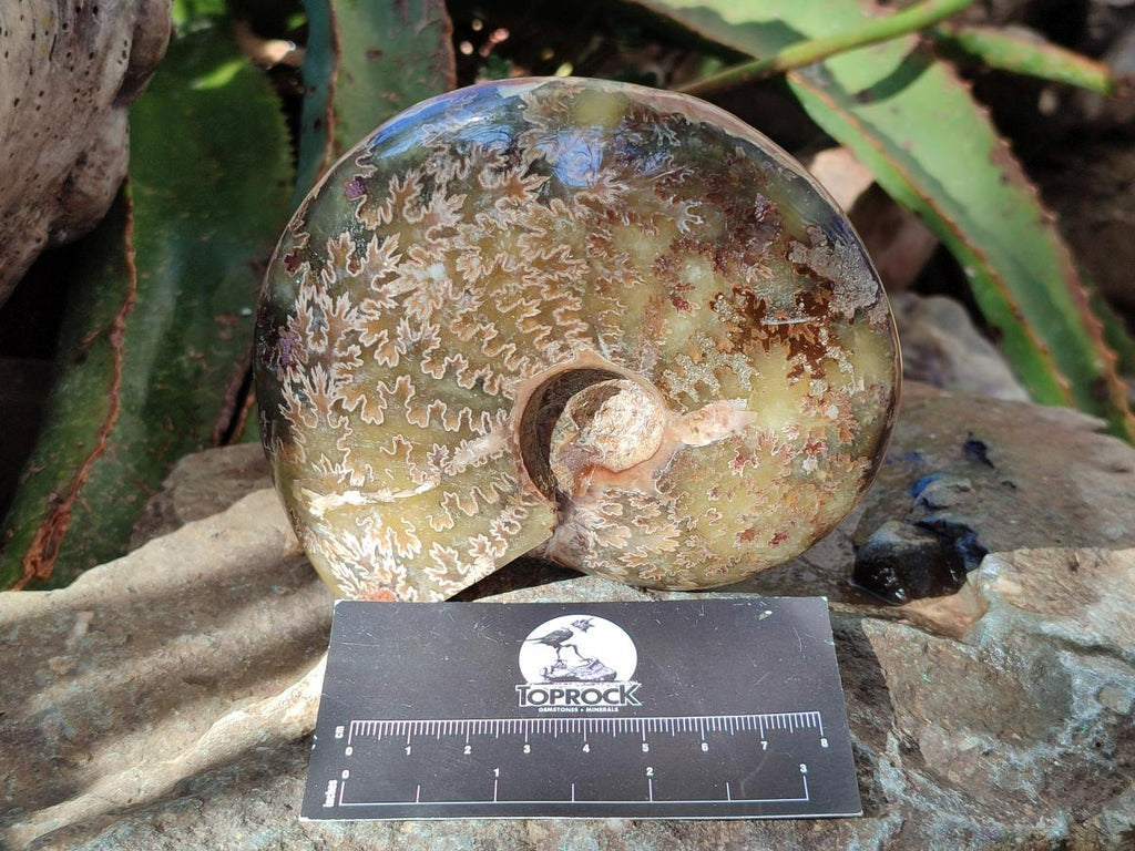 Polished Opalized Cleoniceras Ammonite Fossil x 1 From Tulear Madagascar