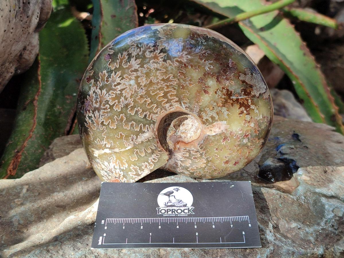Polished Opalized Cleoniceras Ammonite Fossil x 1 From Tulear Madagascar