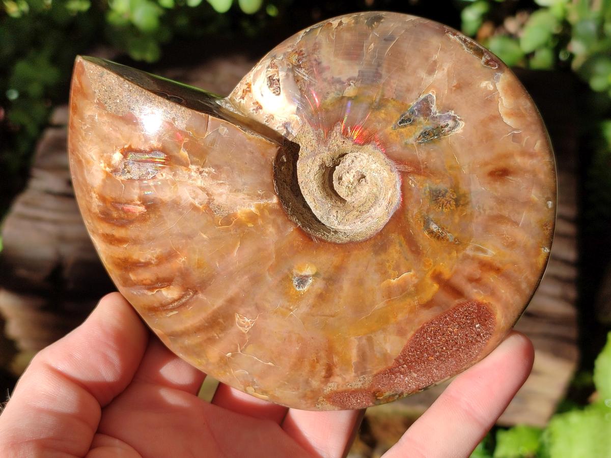 Polished Opalized Cleoniceras Ammonite Fossil x 1 From Tulear Madagascar