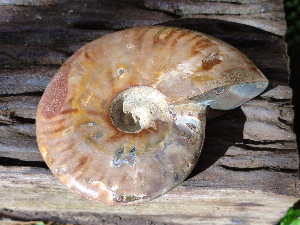 Polished Opalized Cleoniceras Ammonite Fossil x 1 From Tulear Madagascar