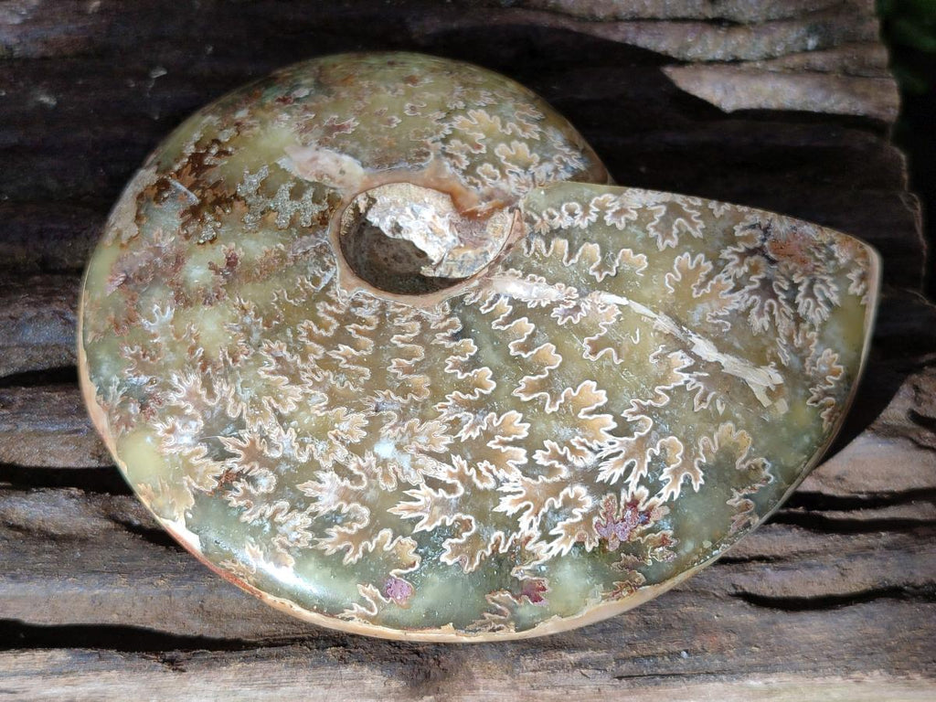 Polished Opalized Cleoniceras Ammonite Fossil x 1 From Tulear Madagascar