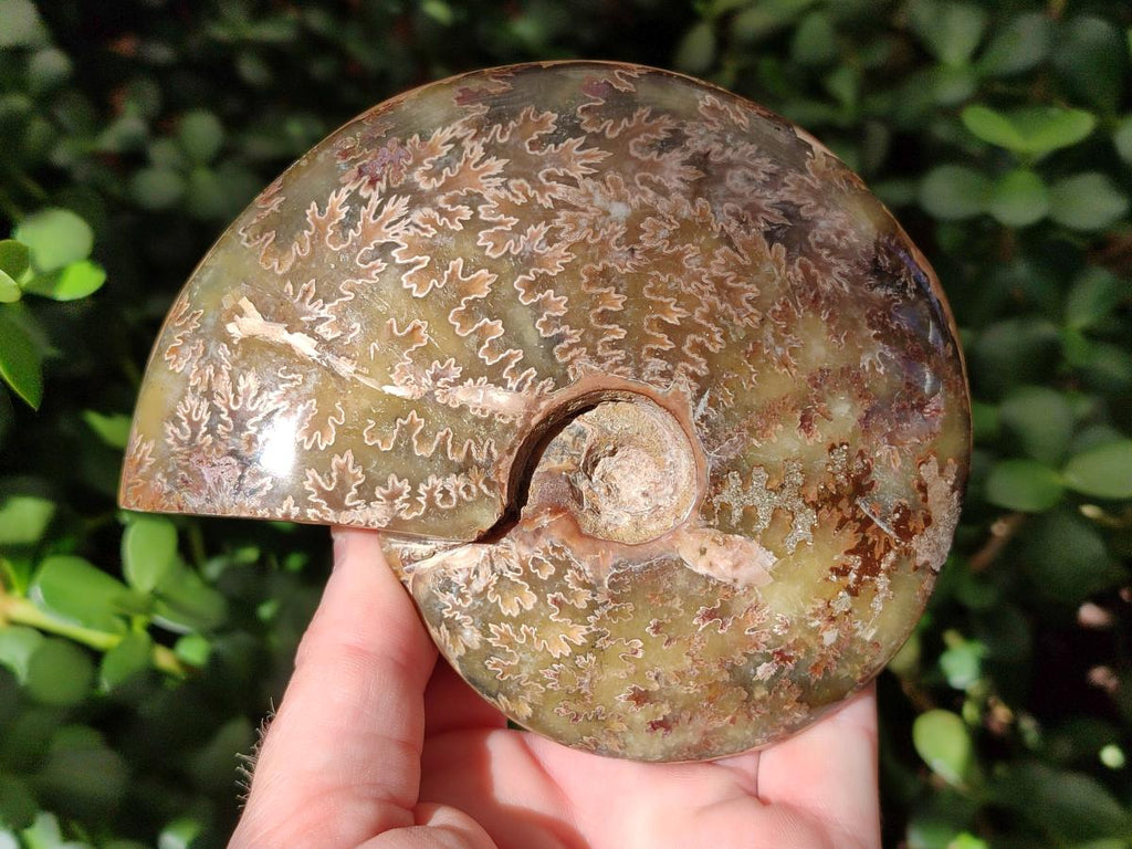 Polished Opalized Cleoniceras Ammonite Fossil x 1 From Tulear Madagascar
