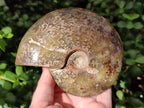 Polished Opalized Cleoniceras Ammonite Fossil x 1 From Tulear Madagascar