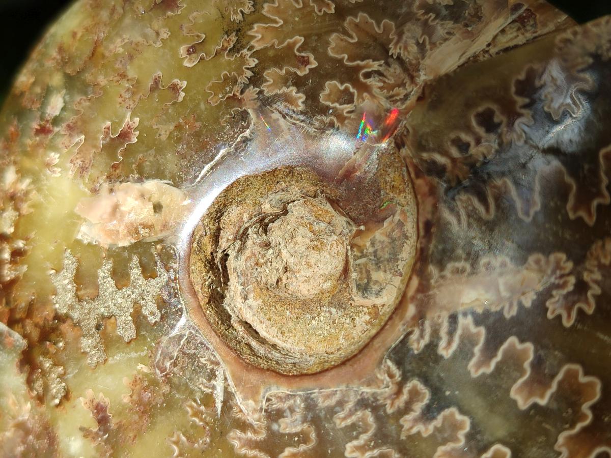 Polished Opalized Cleoniceras Ammonite Fossil x 1 From Tulear Madagascar