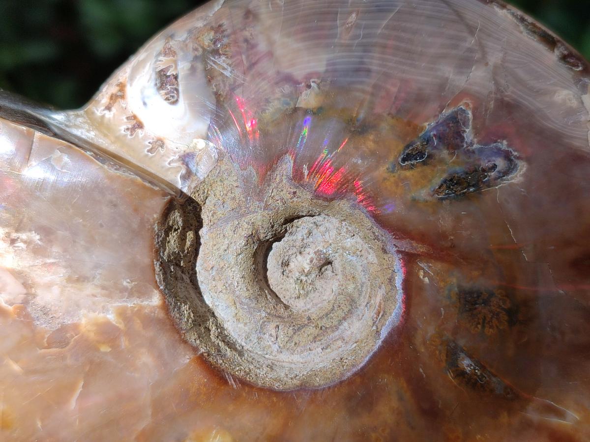 Polished Opalized Cleoniceras Ammonite Fossil x 1 From Tulear Madagascar