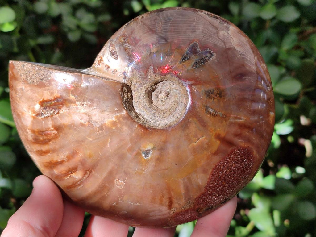 Polished Opalized Cleoniceras Ammonite Fossil x 1 From Tulear Madagascar