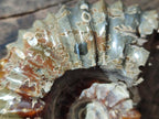 Polished Douvilleiceras Spined Ammonite x 1 From Maintirano, Madagascar