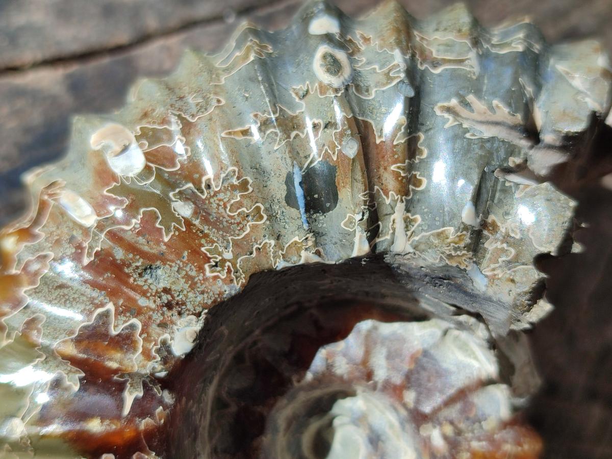 Polished Douvilleiceras Spined Ammonite x 1 From Maintirano, Madagascar