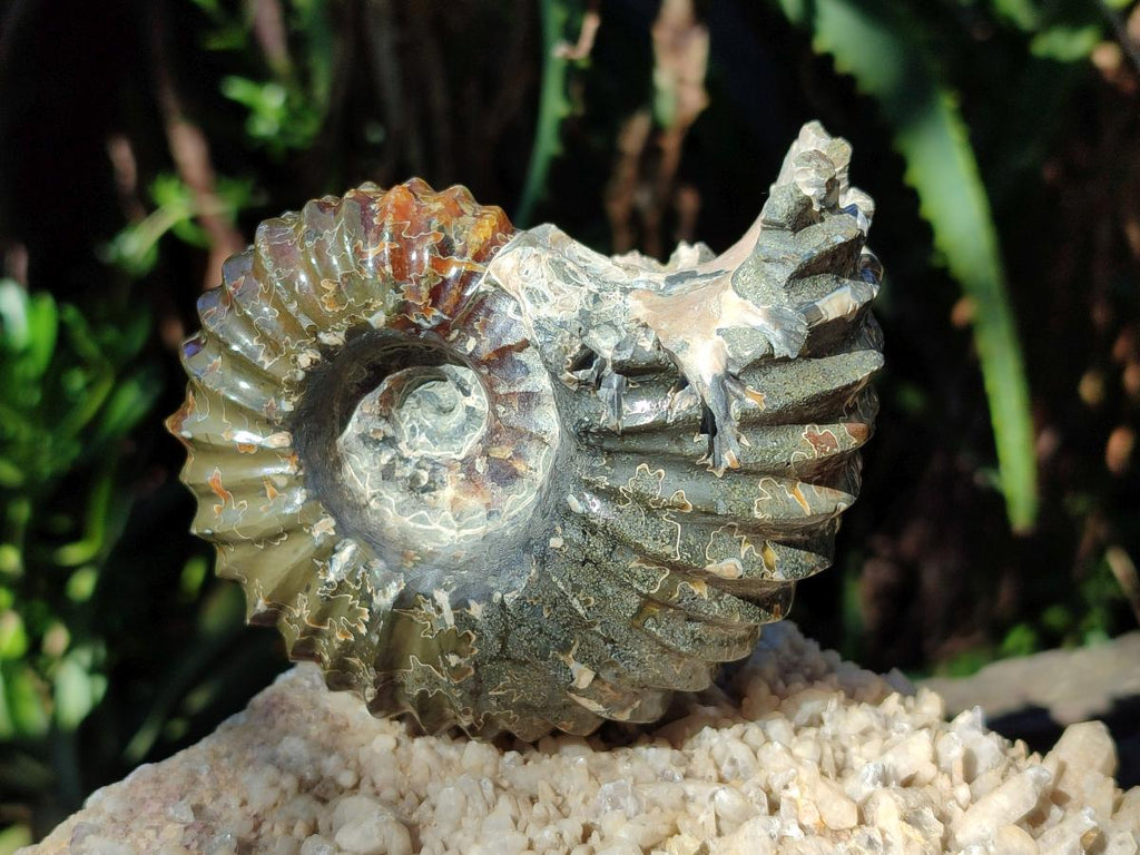Polished Douvilleiceras Spined Ammonite x 1 From Maintirano, Madagascar