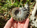 Polished Douvilleiceras Spined Ammonite x 1 From Maintirano, Madagascar