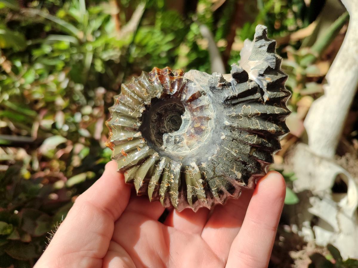 Polished Douvilleiceras Spined Ammonite x 1 From Maintirano, Madagascar