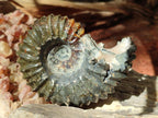 Polished Douvilleiceras Spined Ammonite x 1 From Maintirano, Madagascar