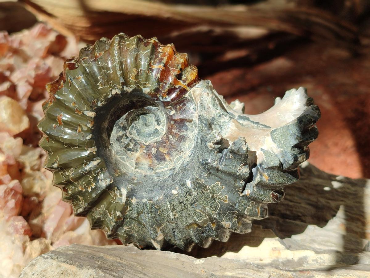 Polished Douvilleiceras Spined Ammonite x 1 From Maintirano, Madagascar